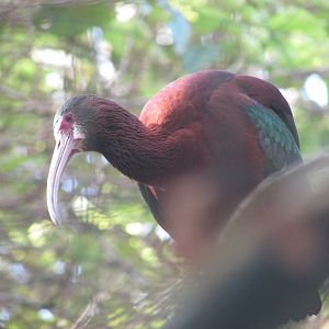 BioParque Zoo Pomerode - White-faced ibis