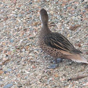 BioParque Zoo Pomerode - White-cheeked pintail
