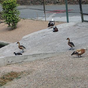 BioParque Zoo Pomerode - Common gallinule, Fulvous whistling duck, red-breasted goose, paradise and ruddy shelducks