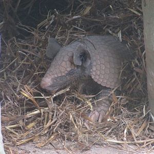 BioParque Zoo Pomerode - Greater naked-tailed armadillo