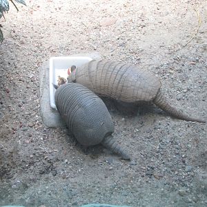 BioParque Zoo Pomerode - Six and nine-banded armadillos