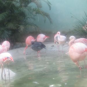 BioParque Zoo Pomerode - Southern screamer
