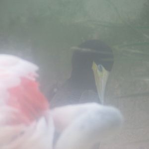 BioParque Zoo Pomerode - Brown booby