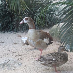 BioParque Zoo Pomerode - Mallard and Nile goose