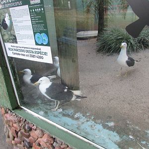 BioParque Zoo Pomerode - Kelp gulls