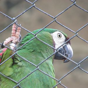 BioParque Zoo Pomerode - Chestnut-fronted macaw
