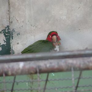 BioParque Zoo Pomerode - Mitred conure