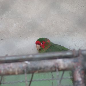 BioParque Zoo Pomerode - Another mitred conure