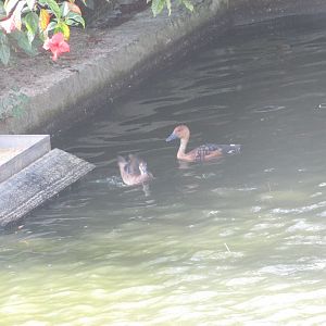 BioParque Zoo Pomerode - Bird ID?