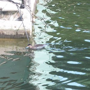 BioParque Zoo Pomerode - Silver teal