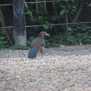 BioParque Zoo Pomerode - Wild scaled chachalaca