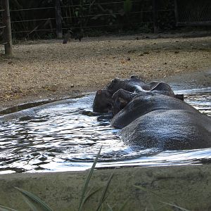 BioParque Zoo Pomerode - Male hippopotamus