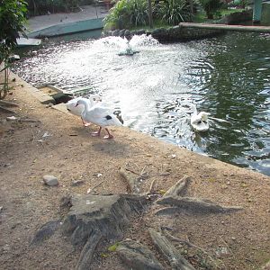BioParque Zoo Pomerode - Coscoroba swans