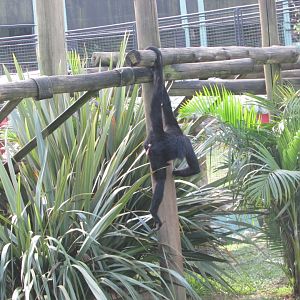 BioParque Zoo Pomerode - White-cheeked spider monkey