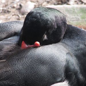 BioParque Zoo Pomerode - Male rosy-billed pochard close-up