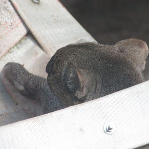 BioParque Zoo Pomerode - Jaguarundi