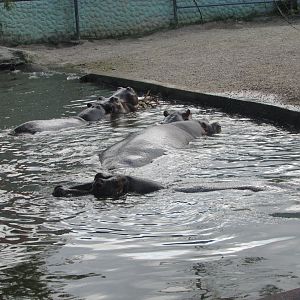 BioParque Zoo Pomerode - Female hippopotami