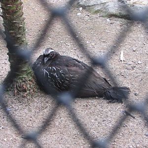BioParque Zoo Pomerode - White-browed guan