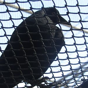 BioParque Zoo Pomerode - Giant cowbird