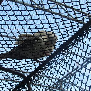 BioParque Zoo Pomerode - Ring-necked dove