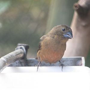 BioParque Zoo Pomerode - Female chestnut-bellied seed finch