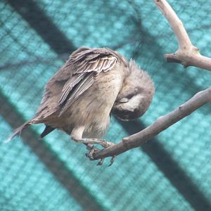 BioParque Zoo Pomerode - Chalk-browed mockingbird