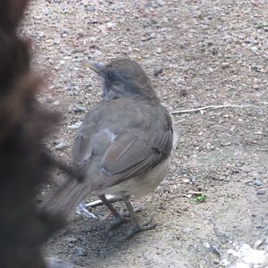 BioParque Zoo Pomerode - Creamy-bellied thrush