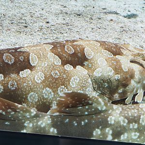 Spotted wobbegong (Orectolobus maculatus), 2023-07-02