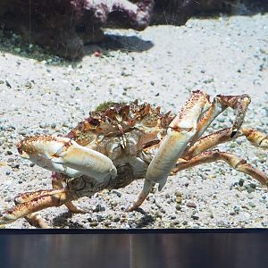 European spider crab (Maja squinado), 2023-07-02