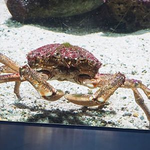 European spider crab (Maja squinado), 2023-07-02