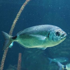 Saddled seabream (Oblada melanura), 2023-07-02