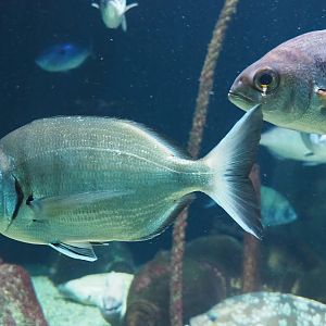 White seabream (Diplodus sargus) and Axillary seabream (Pagellus acarne), 2023-07-02