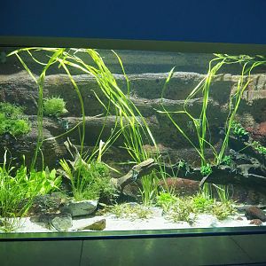 South American tetra and Freshwater angelfish tank, 2023-07-02