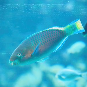 Quoy's parrotfish (Scarus quoyi), 2023-07-02