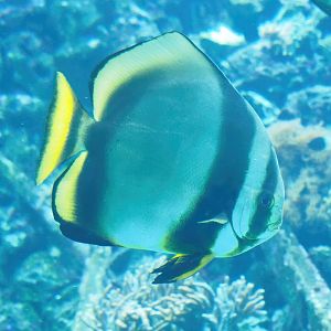 Orbicular batfish (Platax orbicularis), 2023-07-02