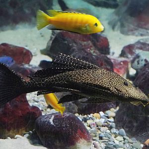 Spotted sailfin suckermouth catfish (Pterygoplichthys gibbiceps, 2023-07-02