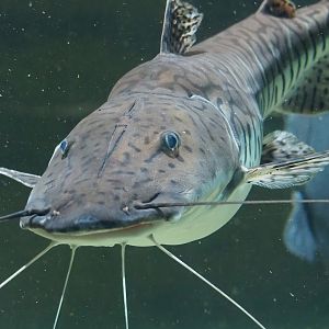 Barred sorubim (Pseudoplatystoma fasciatum), 2023-07-02