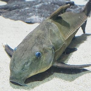 Ripsaw catfish (Oxydoras niger), 2023-07-02