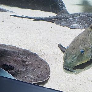 Ocellate river stingray (Potamotrygon motoro) and Ripsaw catfish (Oxydoras niger), 2023-07-02
