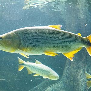 Golden Dorado (Salminus brasiliensis), 2023-07-02