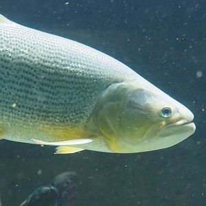 Golden Dorado (Salminus brasiliensis), 2023-07-02