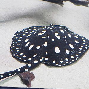 White-blotched river stingray (Potamotrygon leopoldi), 2023-07-02