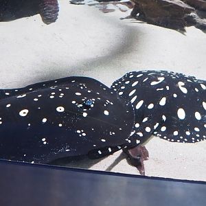White-blotched river stingrays (Potamotrygon leopoldi), 2023-07-02