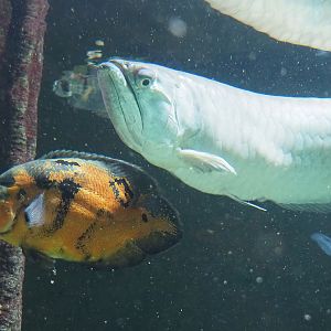 Tiger oscar (Astronotus ocellatus) and Silver arowana (Osteoglossum bicirrhosum), 2023-07-02
