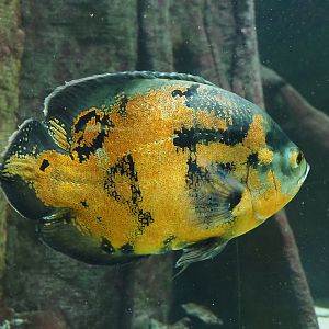 Tiger oscar (Astronotus ocellatus), 2023-07-02