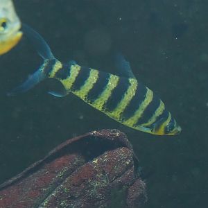 Banded Leporinus (Leporinus fasciatus), 2023-07-02