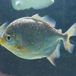 Red hook silver dollar (Myloplus rubripinnis), 2023-07-02