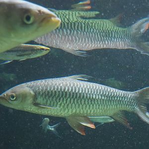 Sultan barb (Leptobarbus rubripinna), 2023-07-02