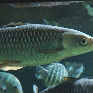 Sultan barb (Leptobarbus rubripinna), 2023-07-02