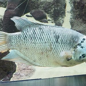 Giant gourami (Osphronemus goramy), 2023-07-02
